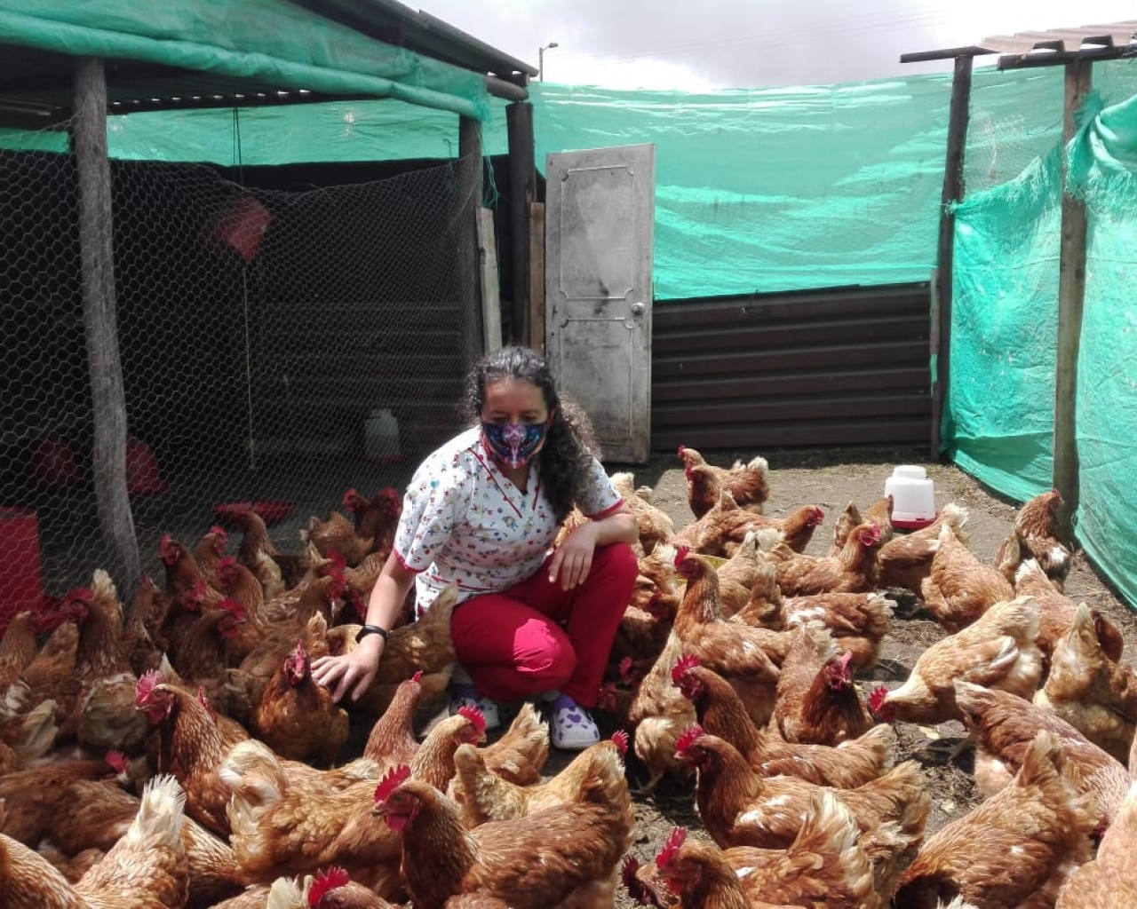 Gallinas ponedoras 