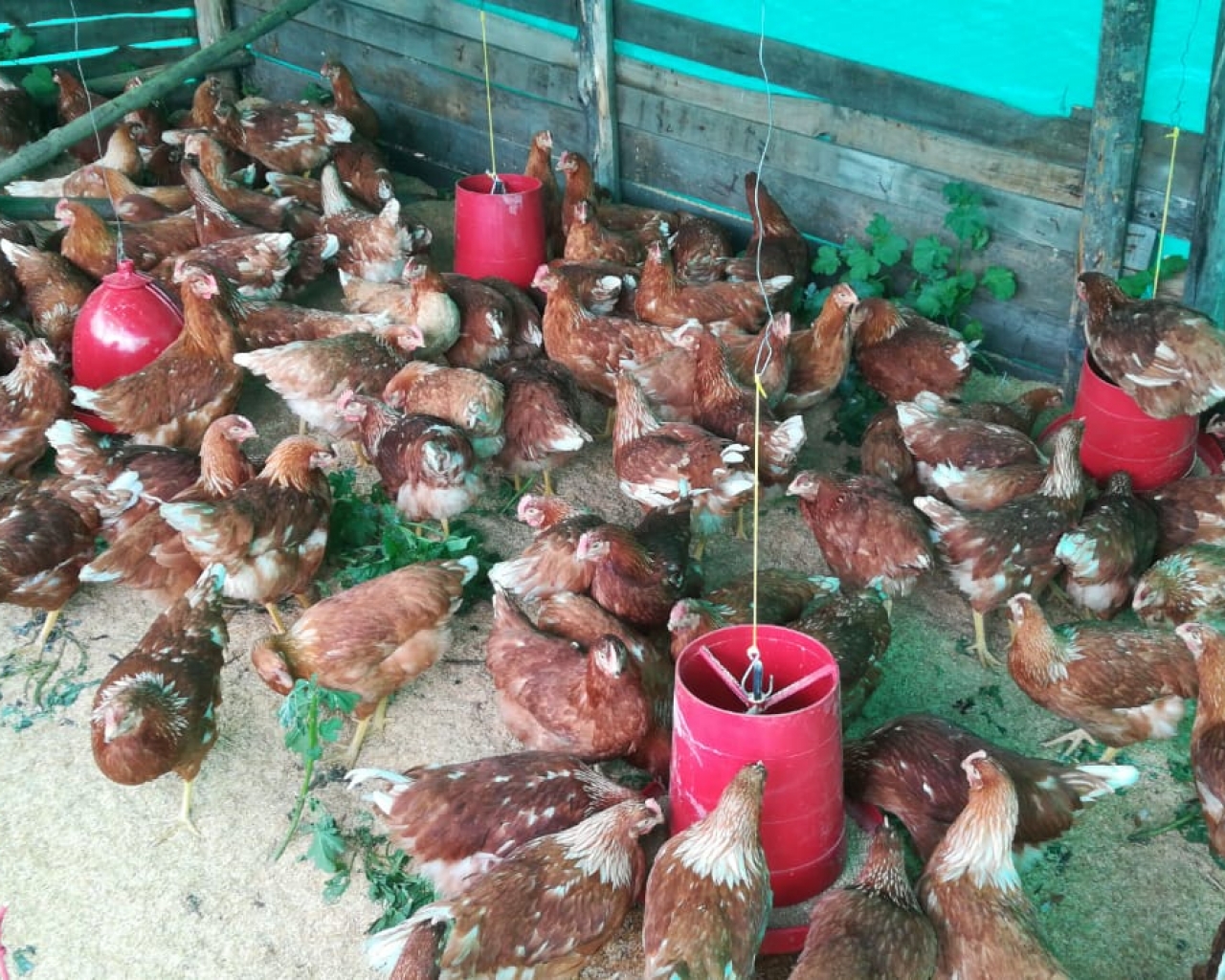 Galpón 
