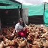 Gallinas ponedoras 